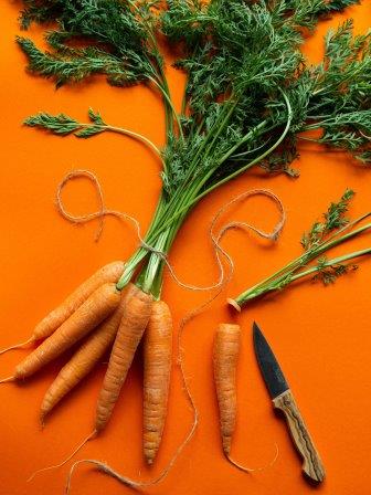 La nuova carota arancione si diffuse quindi nel resto del mondo, riscuotendo maggior successo delle antenate violacee