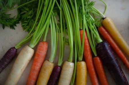 la carota, ma non era arancione, erano per lo più tra il porpora e il viola, ma ne esistevano anche di gialle, rosse o nere